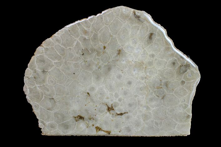 Free-Standing, Polished Petoskey Stone (Fossil Coral) - Michigan #156016